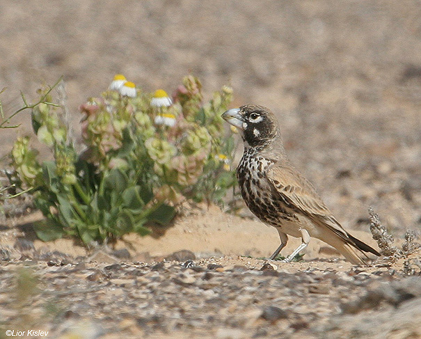     Thick-billed Lark  Ramphocoris clotbey                 , . 2008